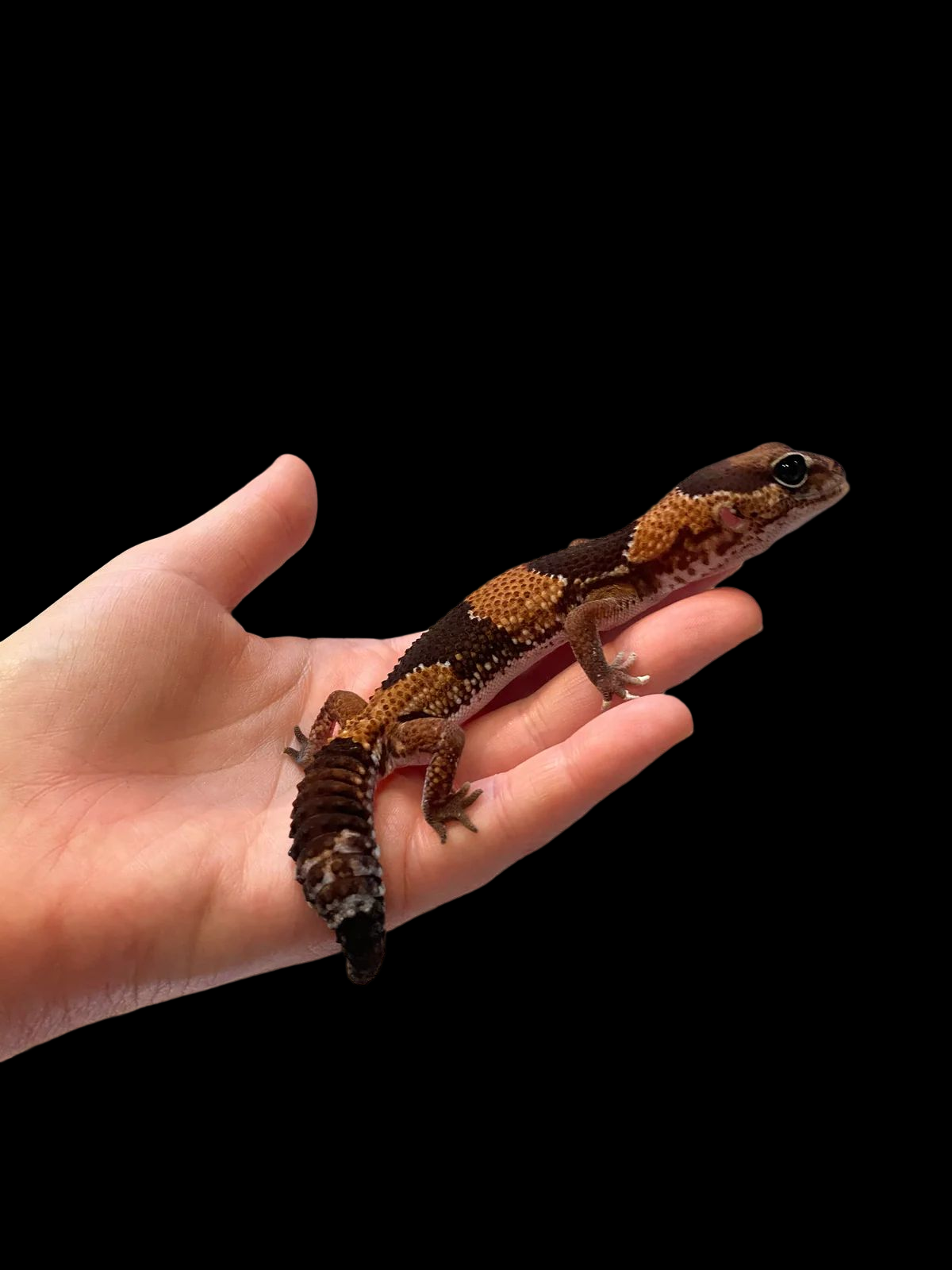 African Fat Tail Gecko (Normal)