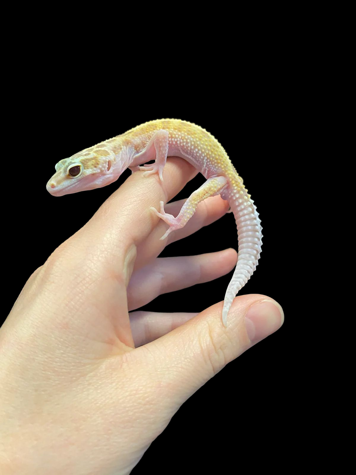 Leopard Gecko (Reverse Stripe Goblin) CBB