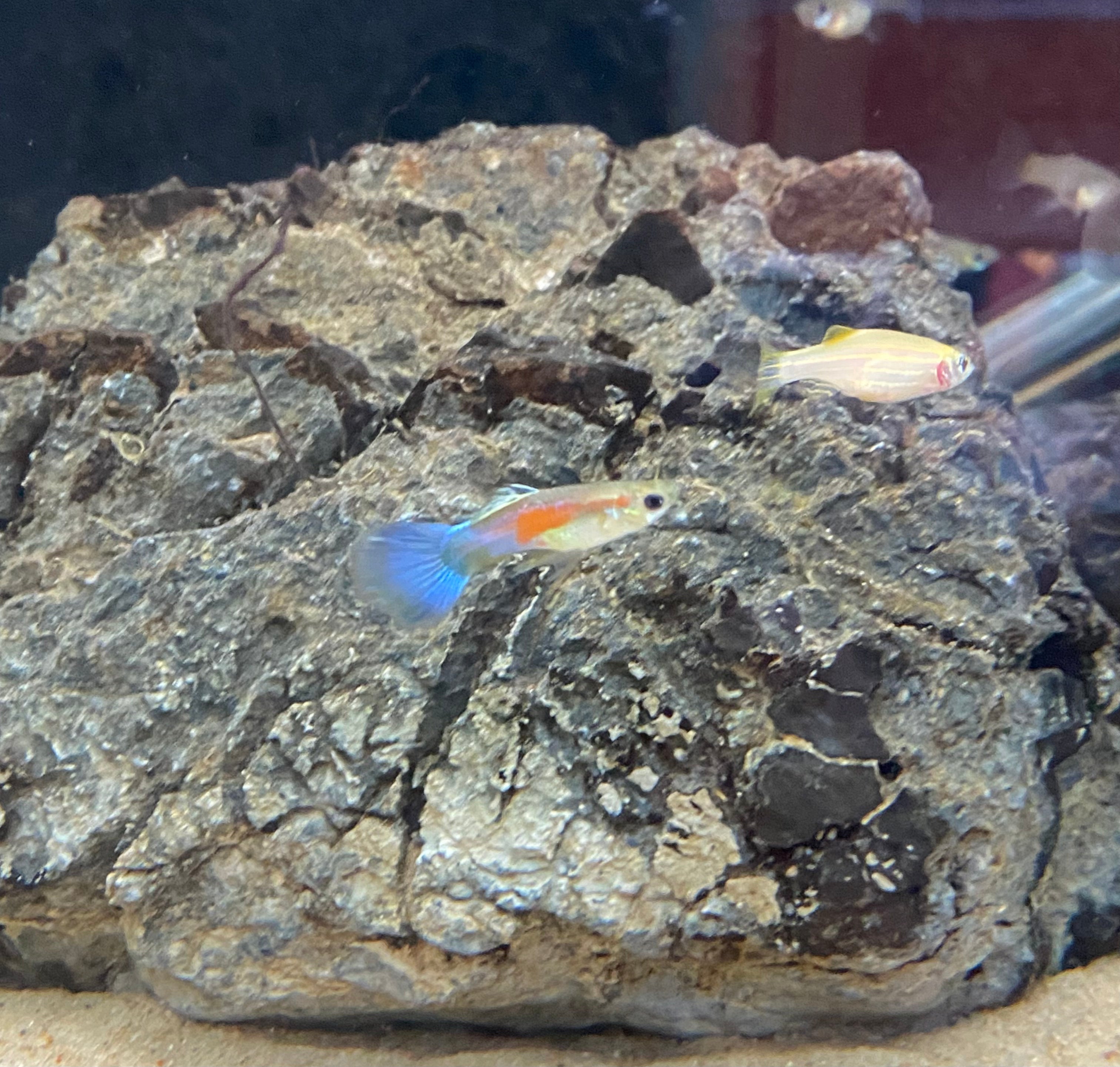 Blue Rainbow Guppy