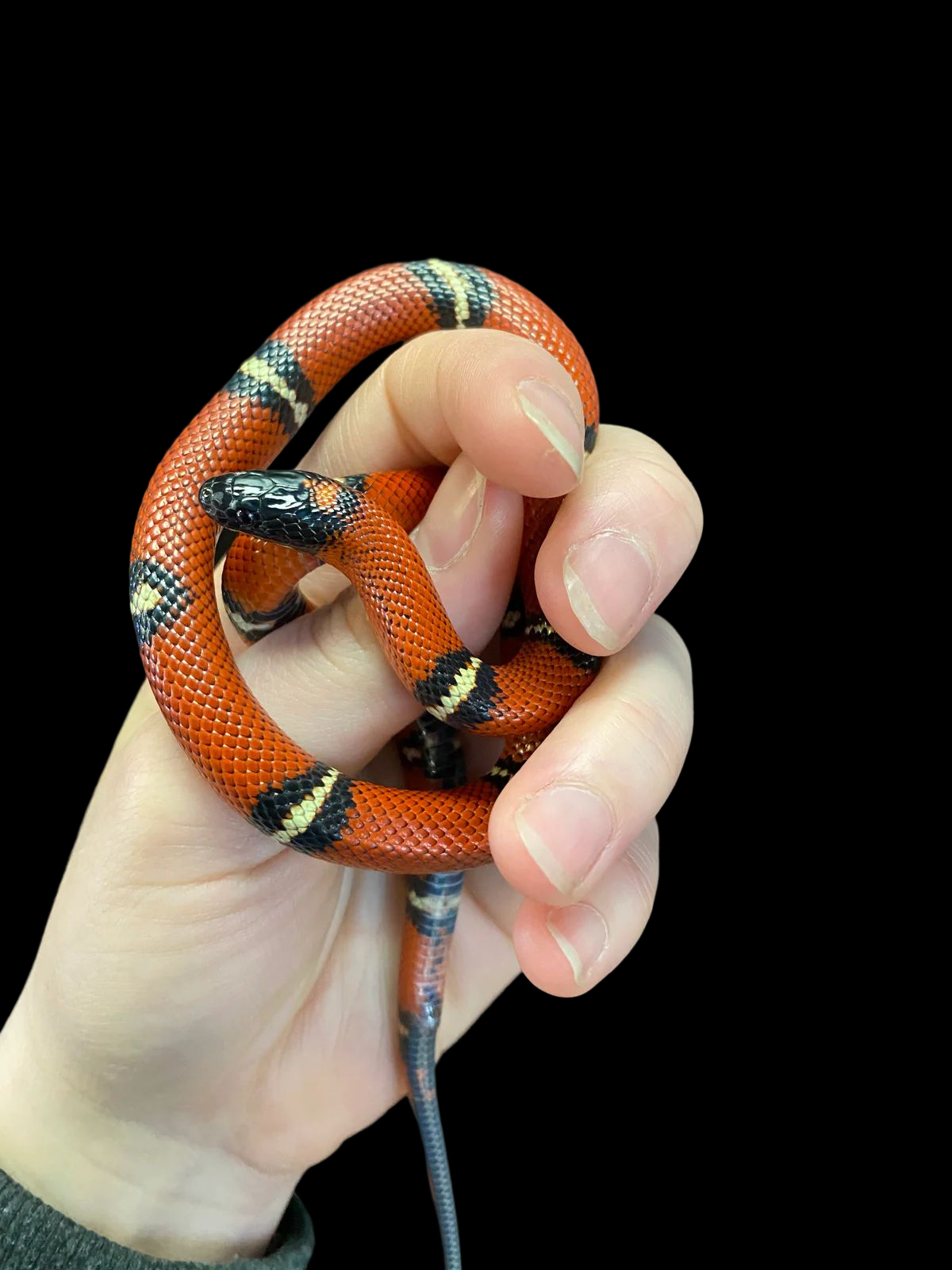Buy milk deals snake