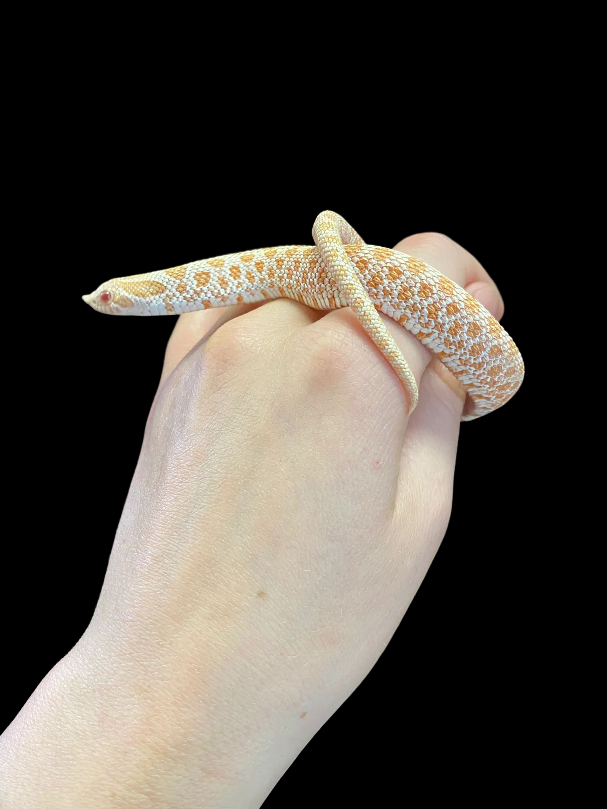 Western Hognose Snake (Arctic Albino Extreme Red Poss. Het Tiger & Toffee) CBB