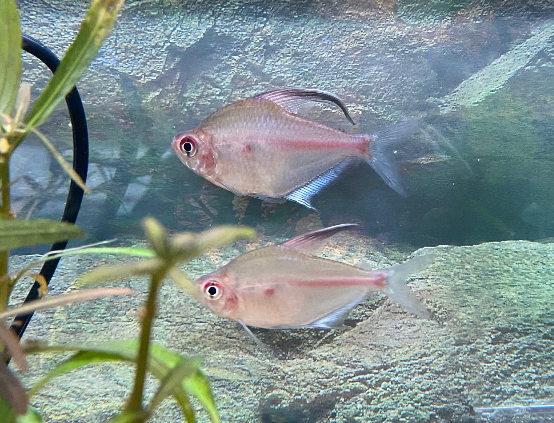 Bleeding heart tetra care hotsell