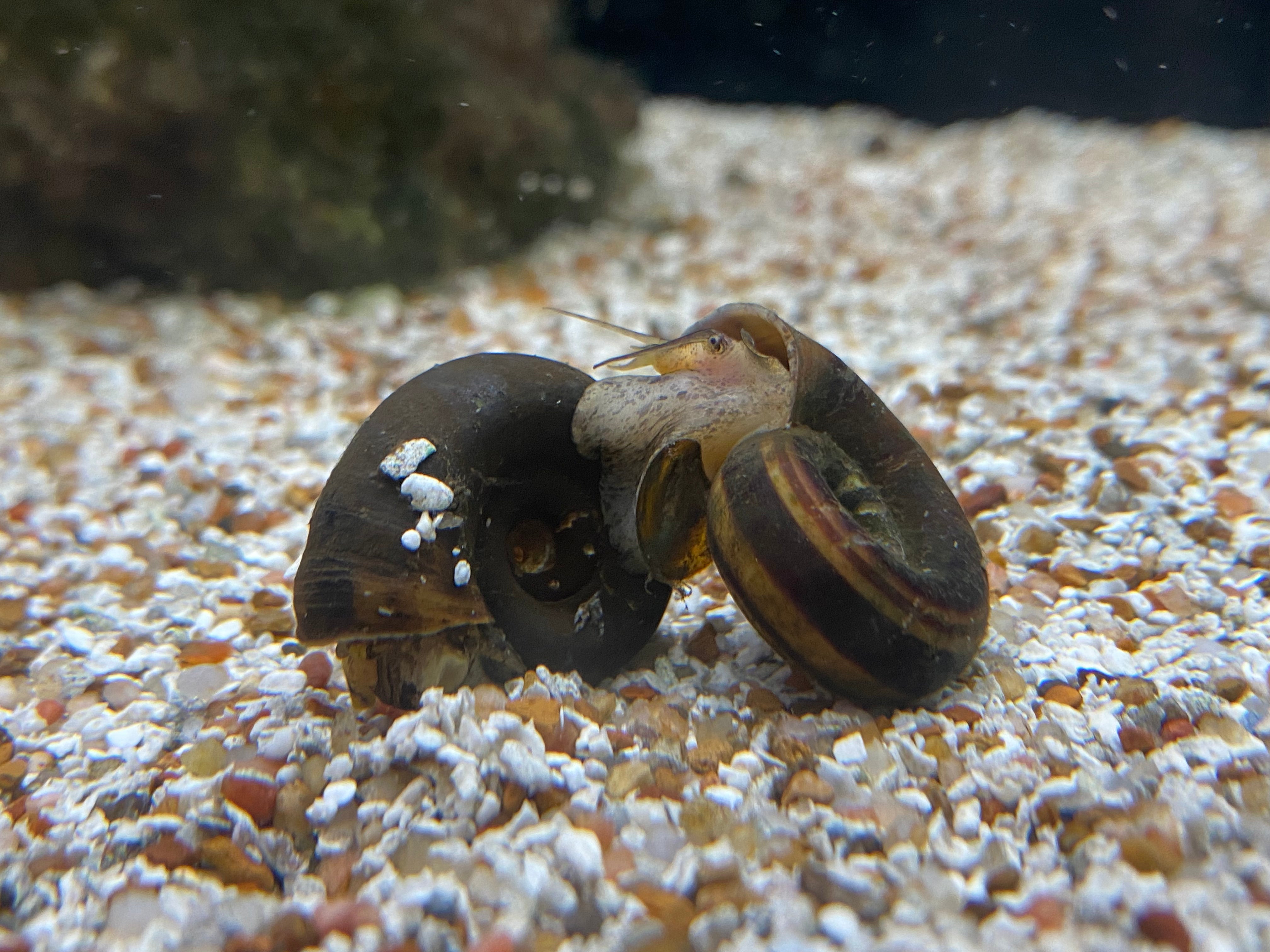 Giant Ramshorn Snail