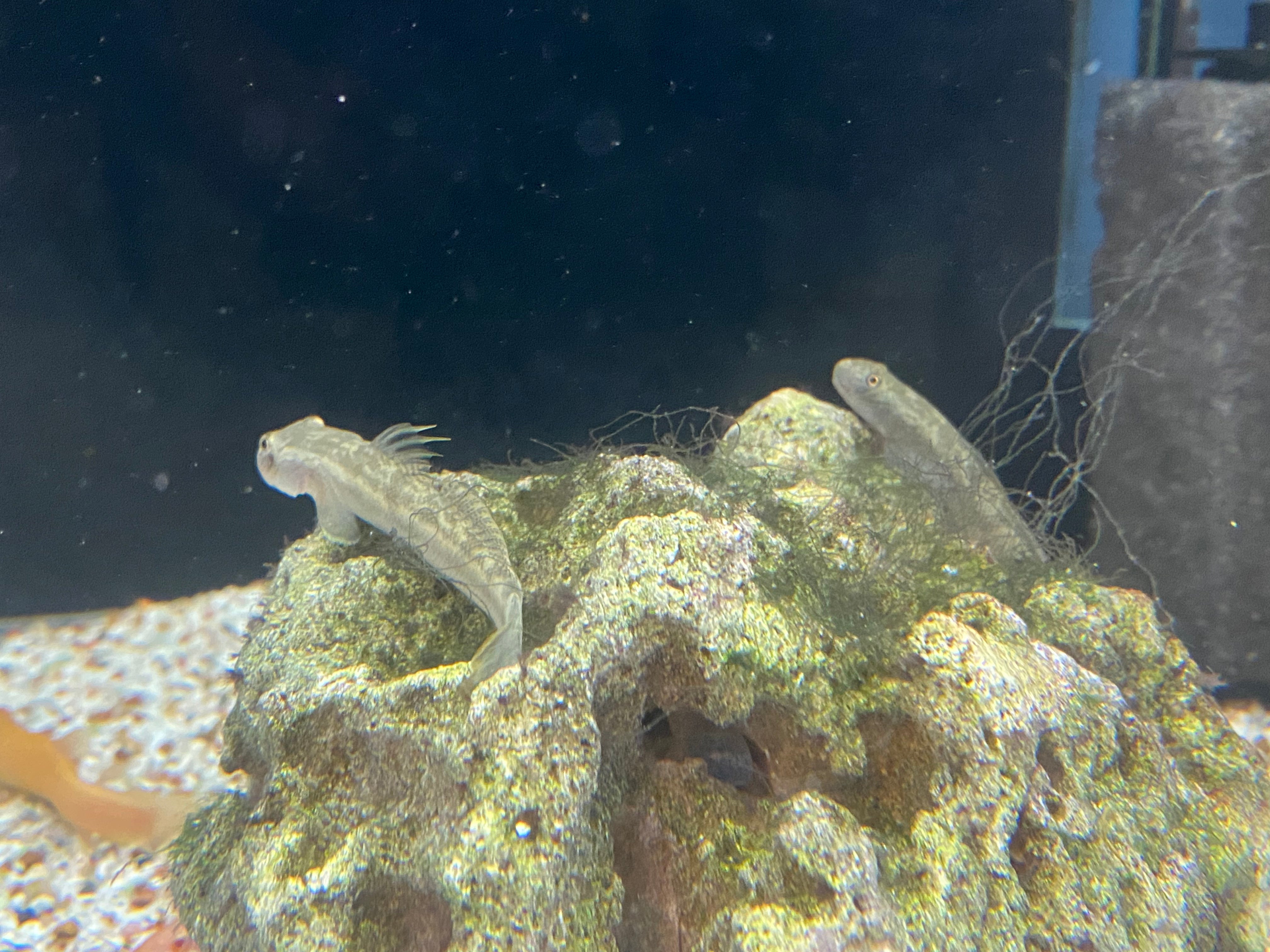 Mountain Rock Goby