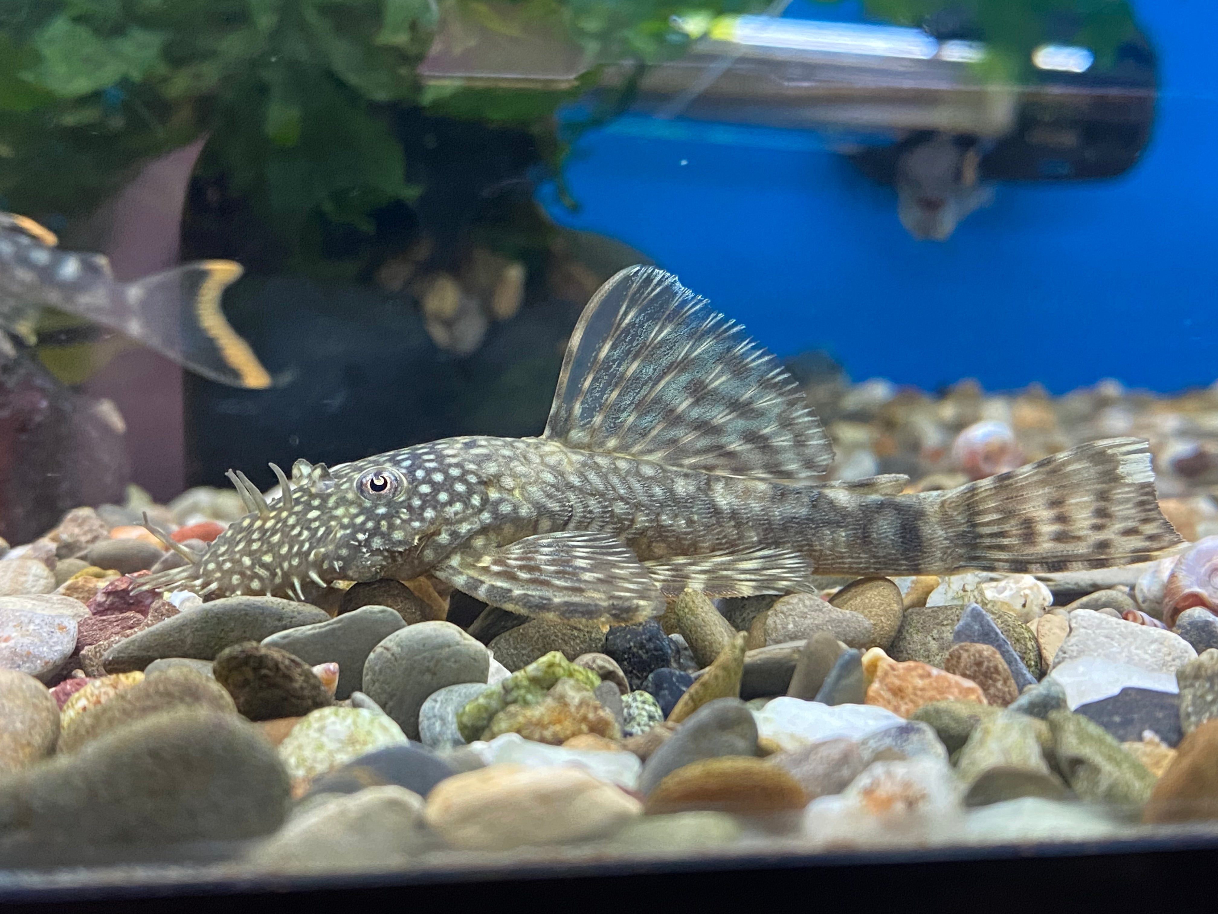 Live pleco fish for sale 2025