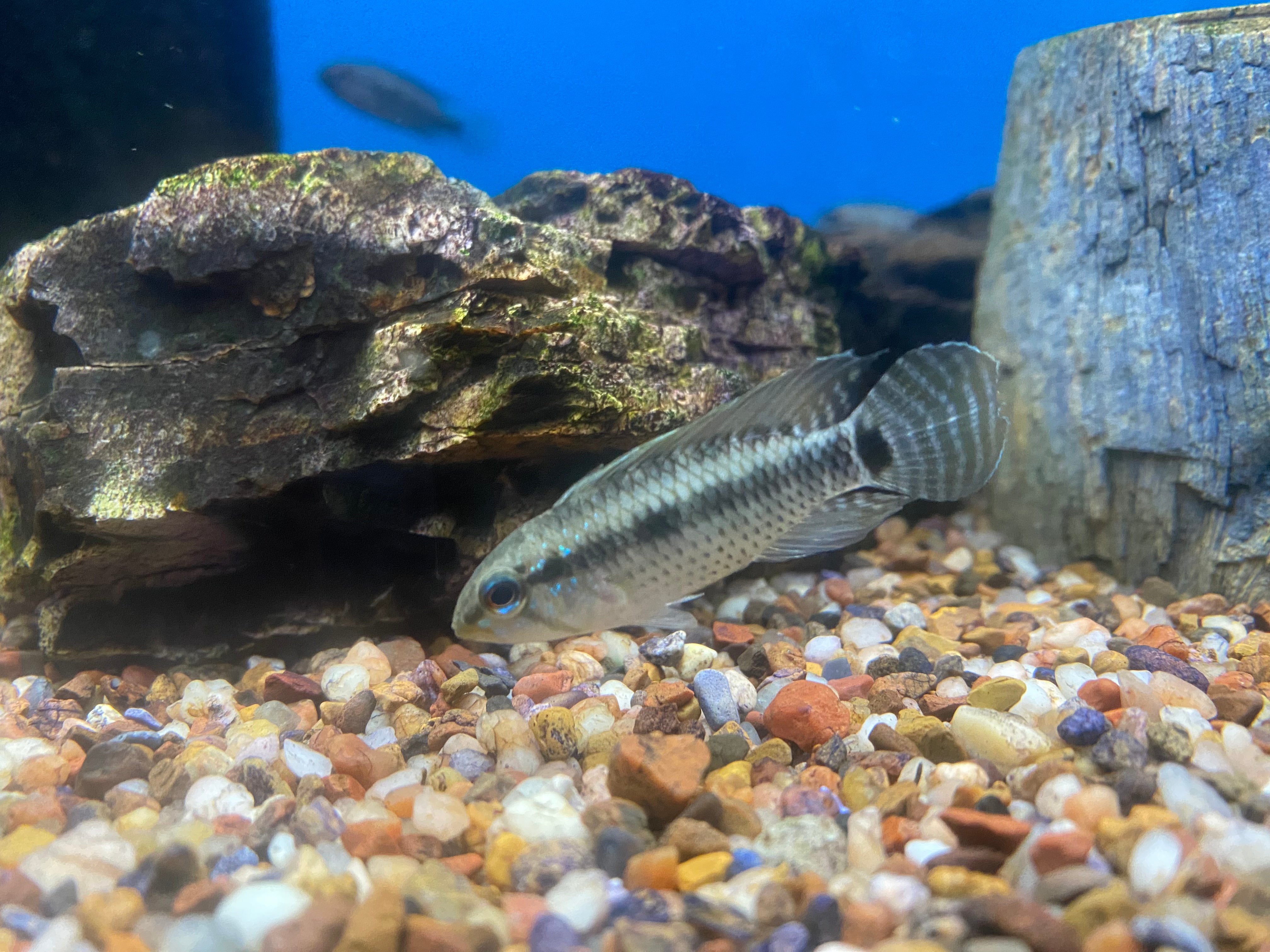 Apistogramma cf. velifera