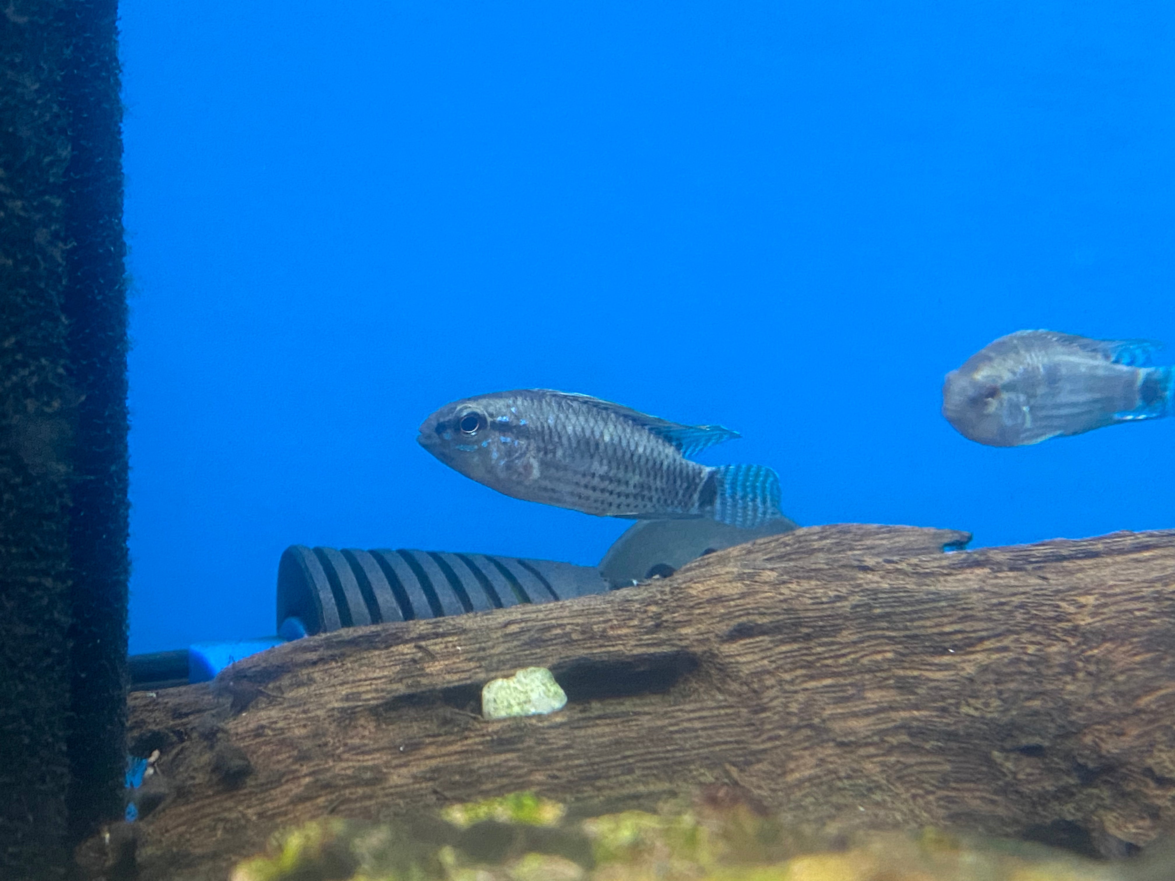 Apistogramma cf. velifera