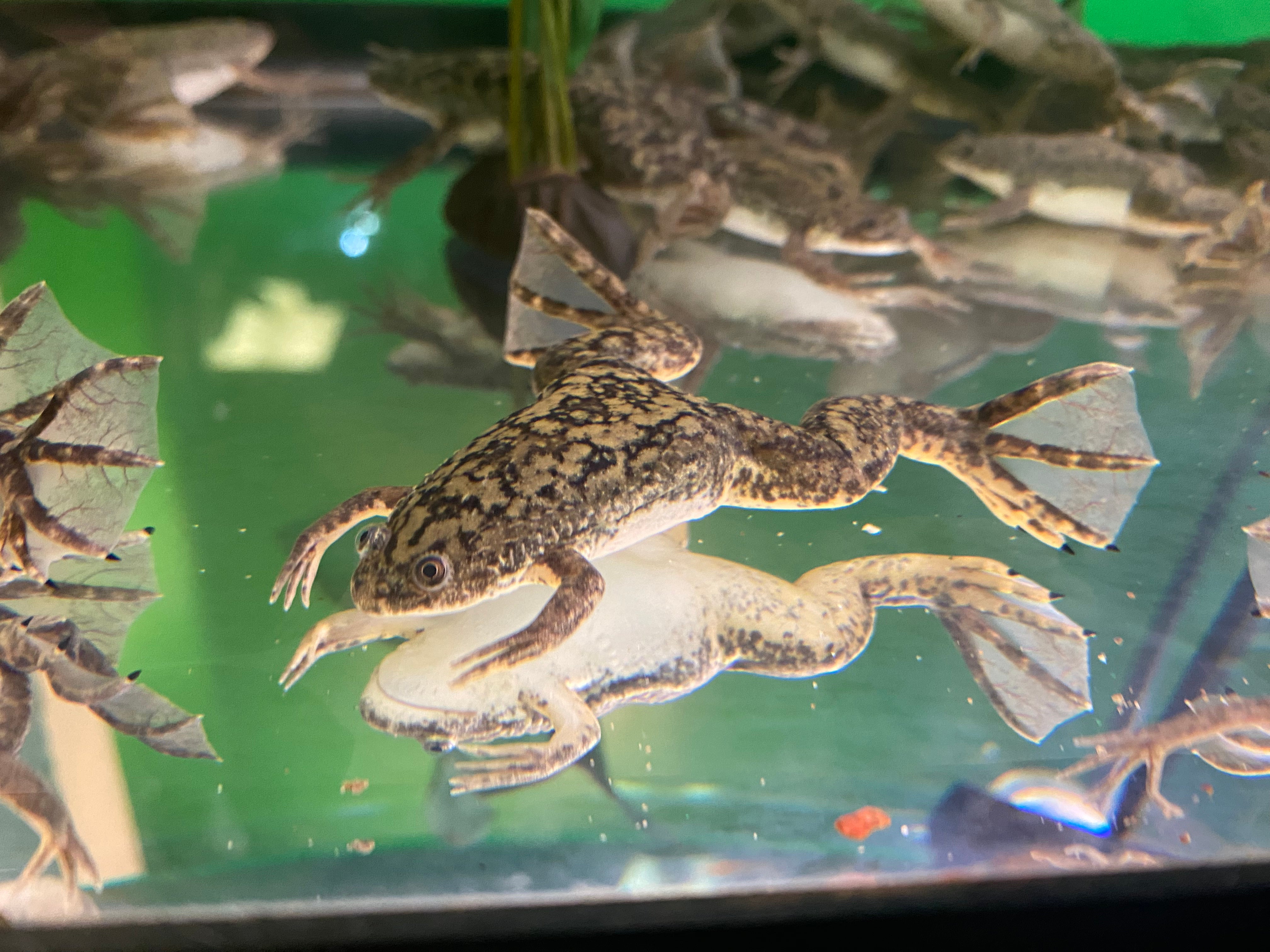 African Clawed Frog (Wild Type)