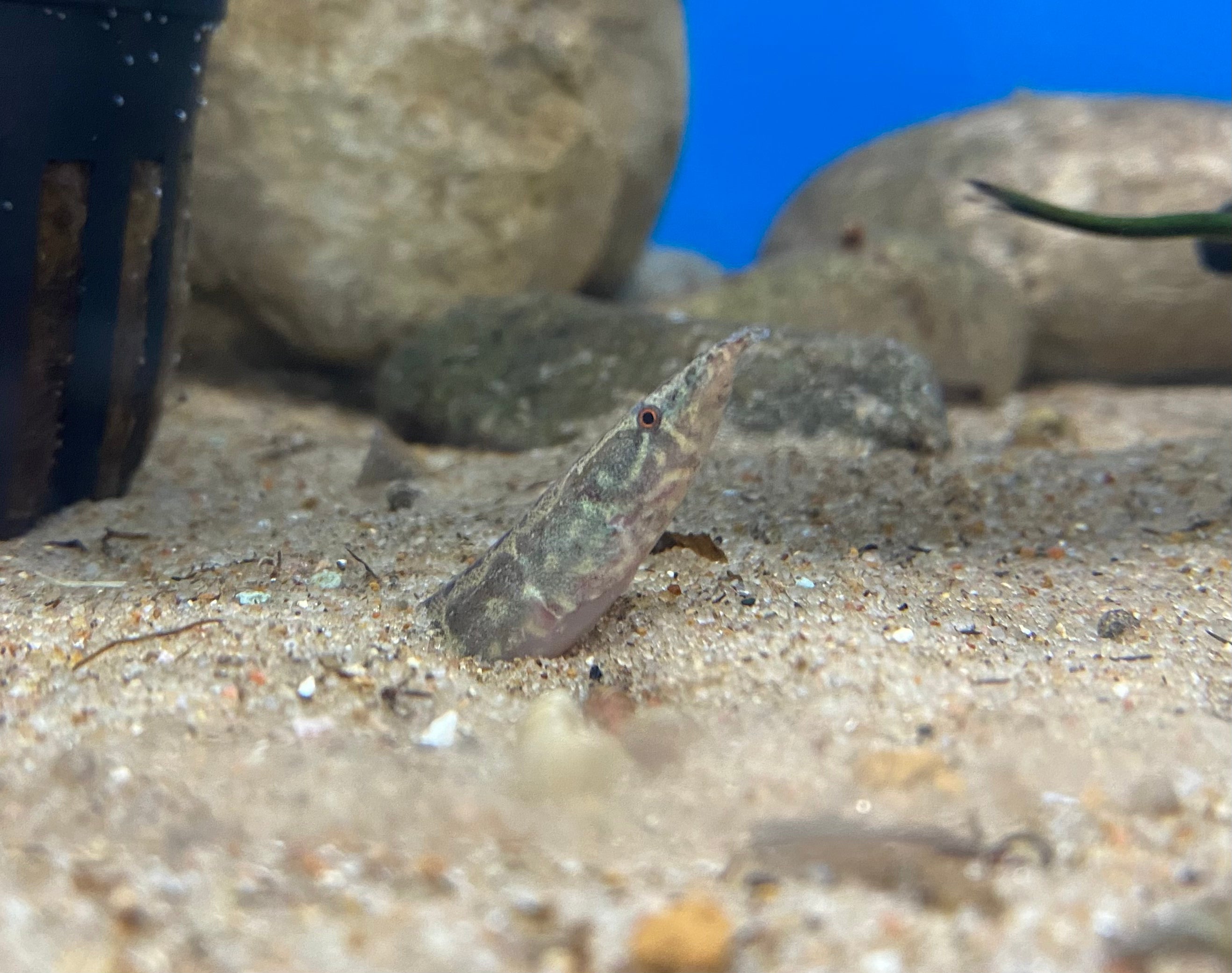 African Starry Night Spiny Eel