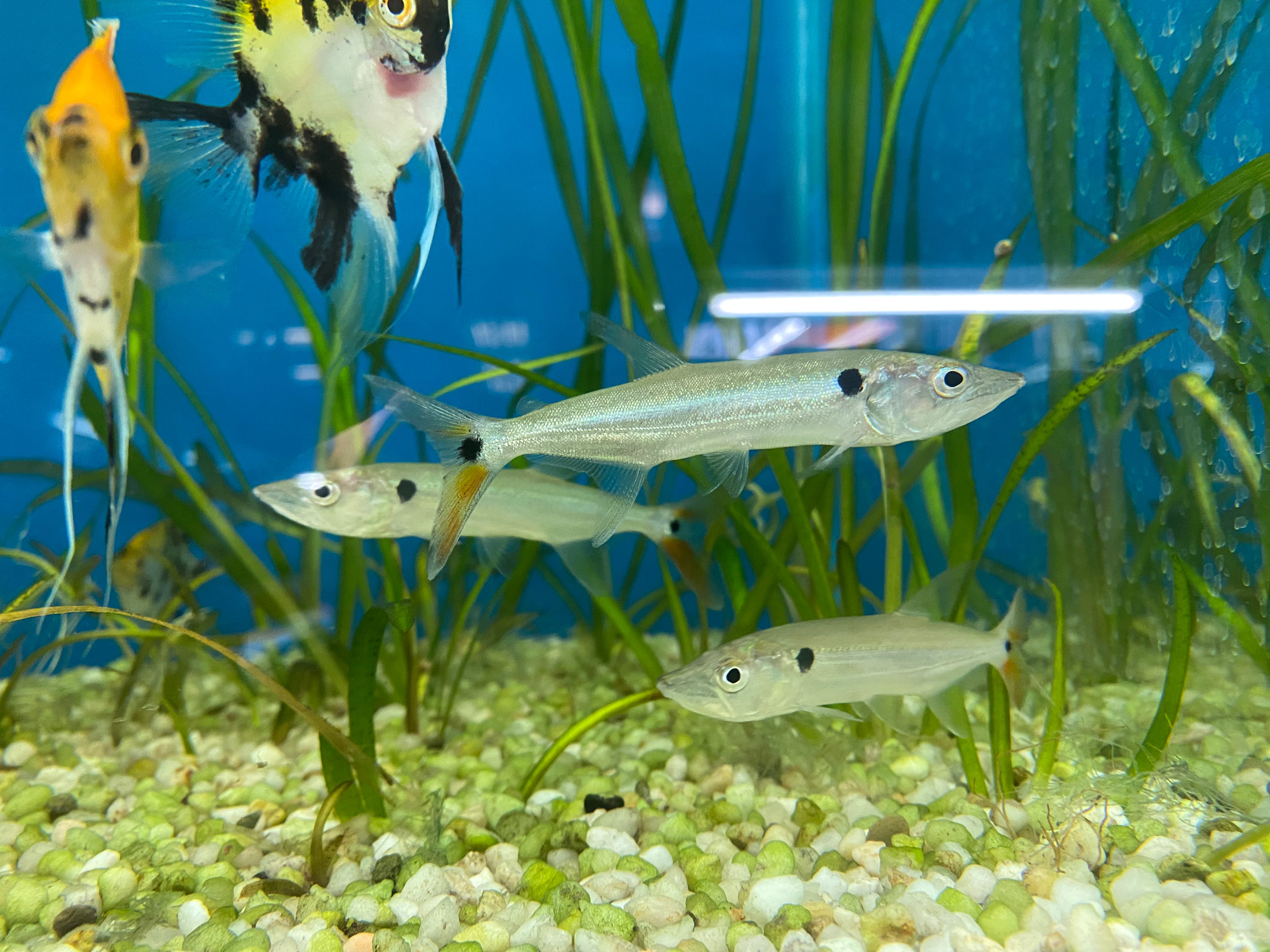 Freshwater Redtail "Barracuda"