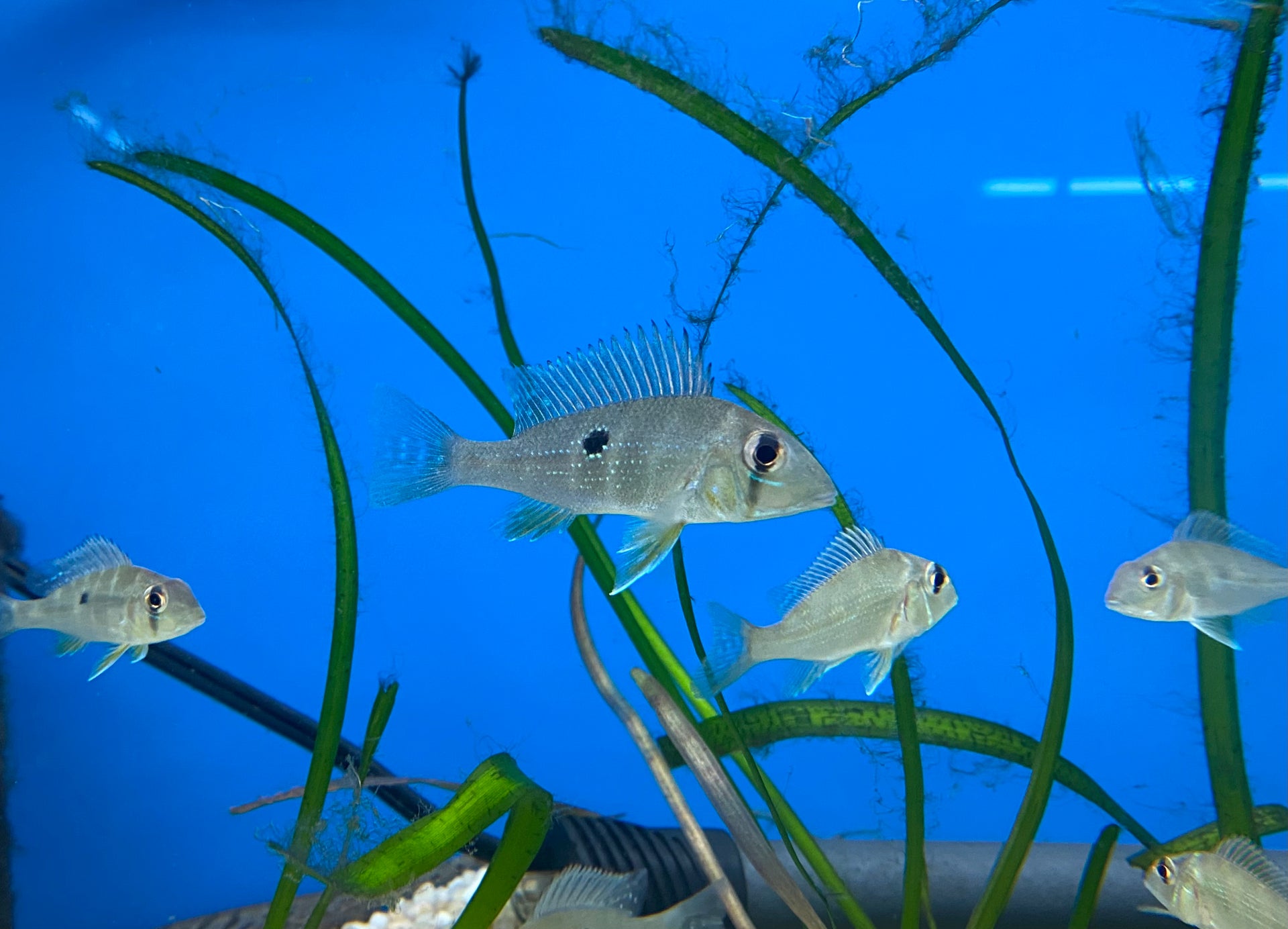 Geophagus argyrostictus