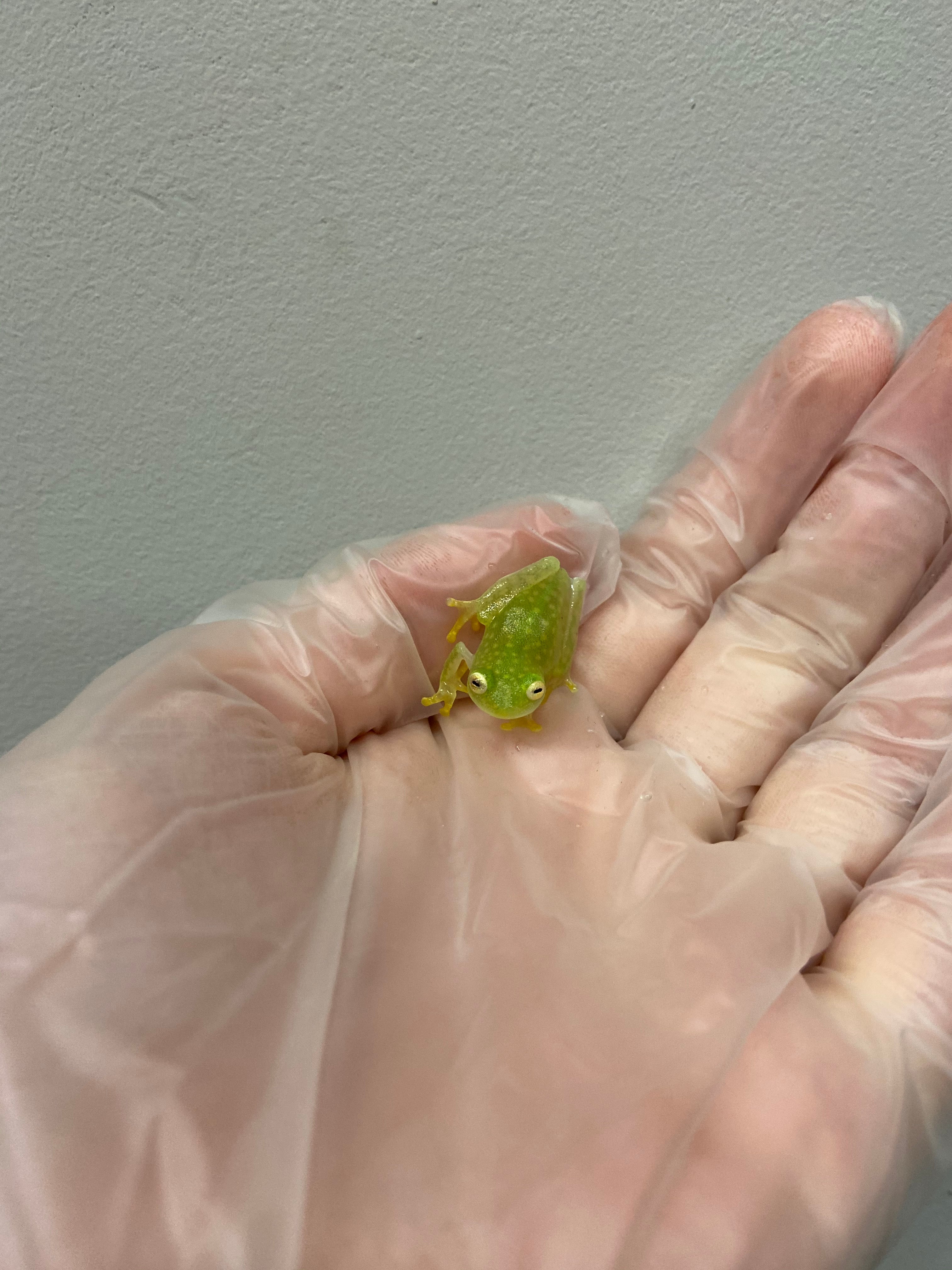Northern Glass Frog