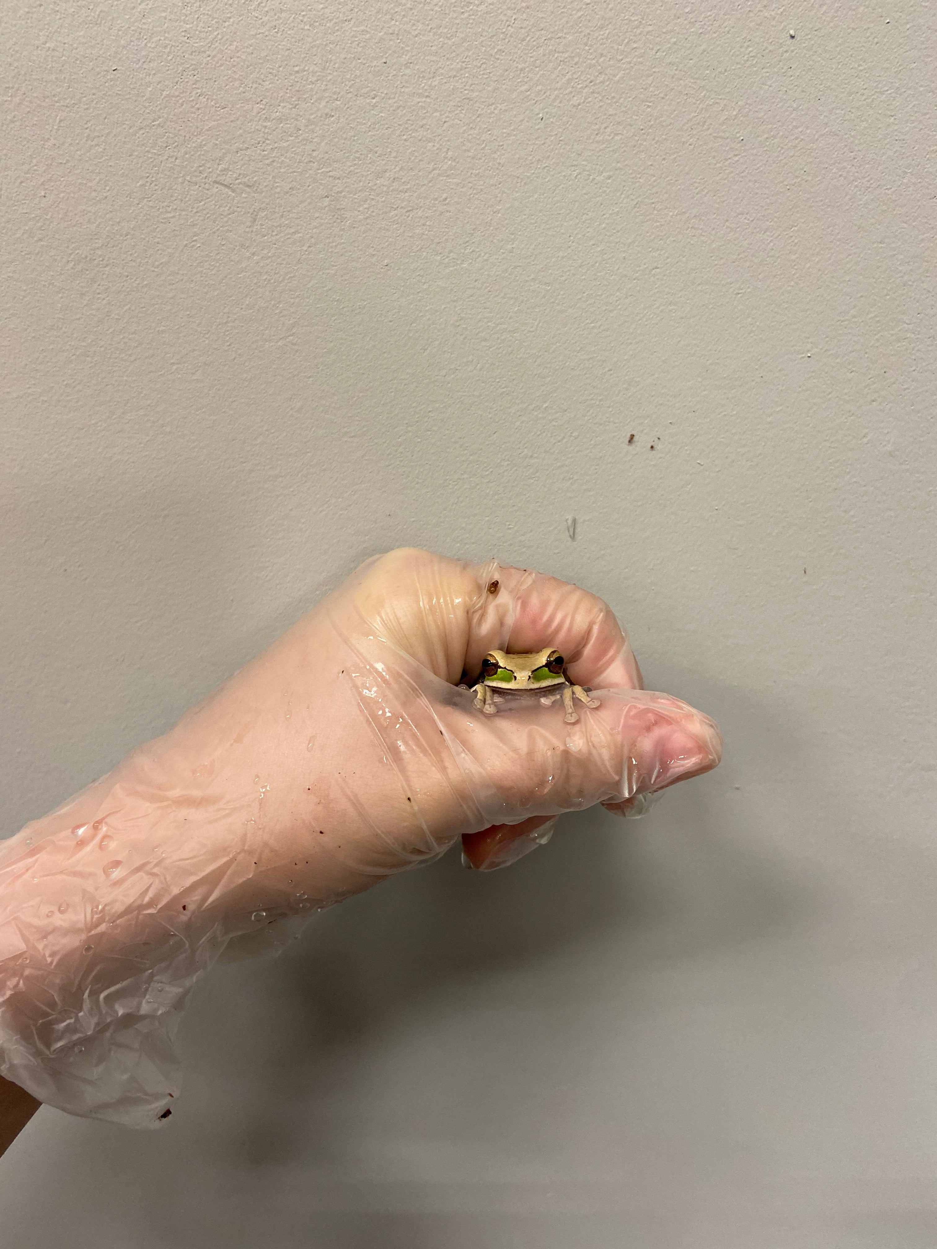 Masked Tree Frog