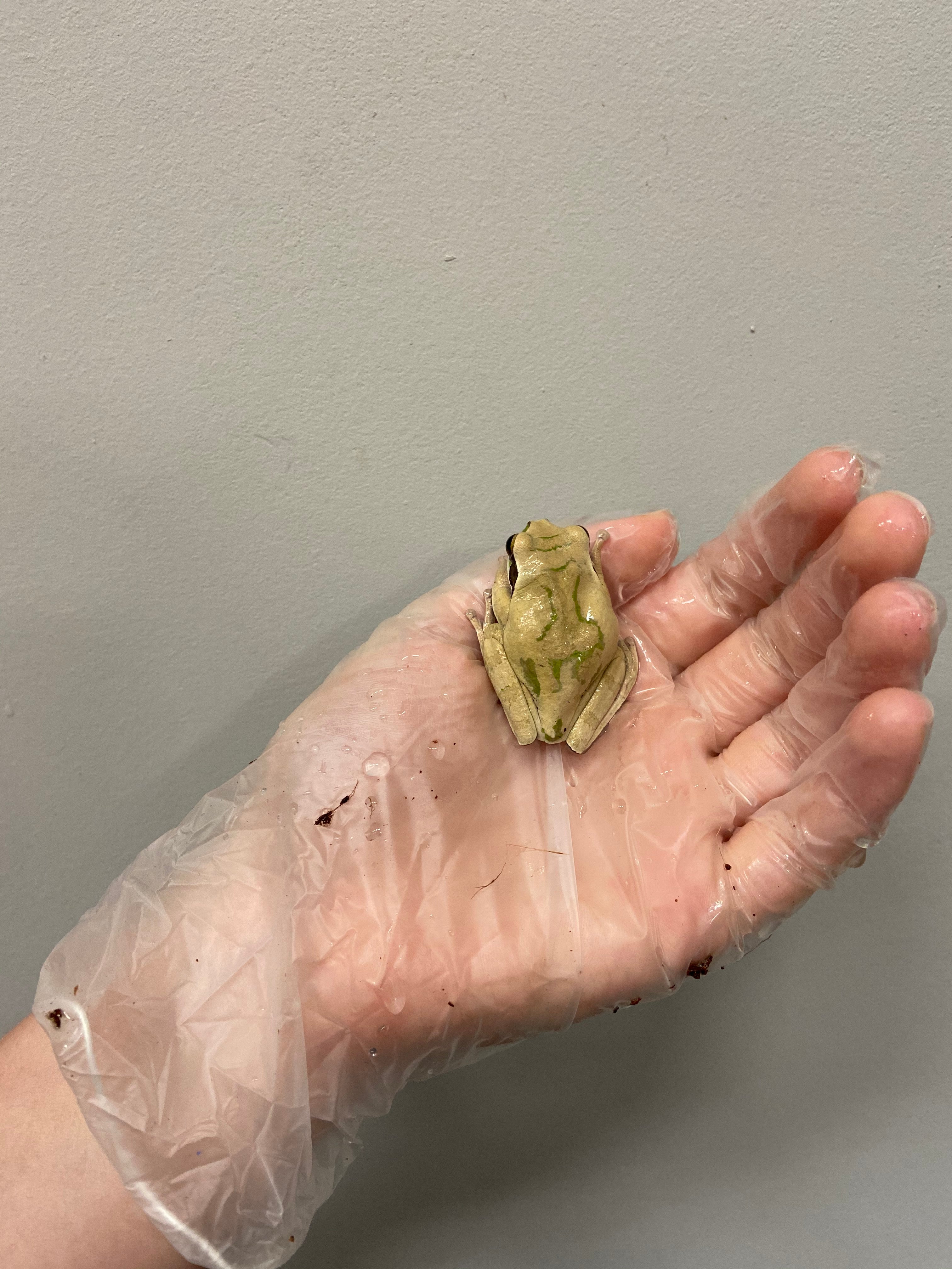 Masked Tree Frog