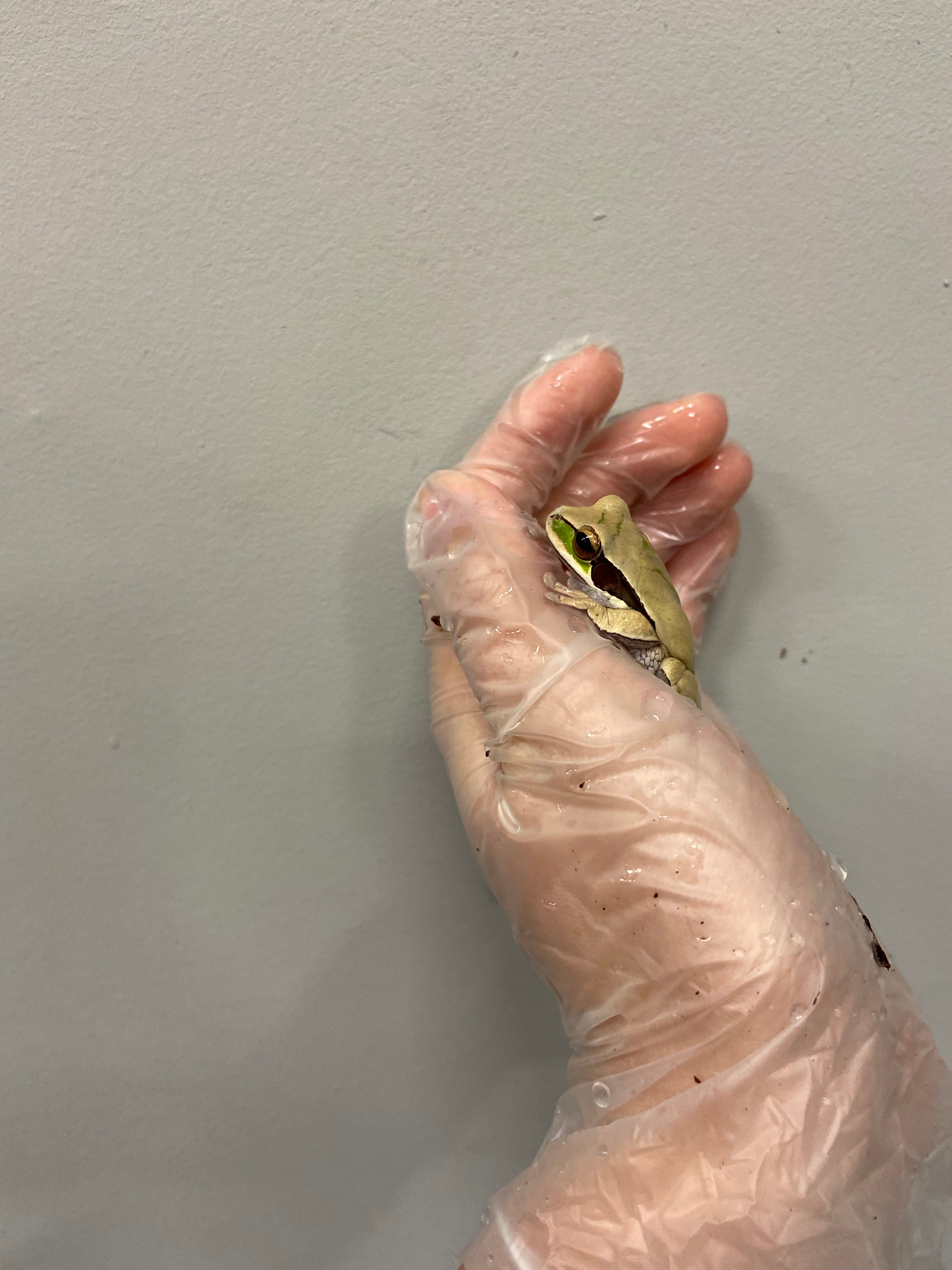 Masked Tree Frog