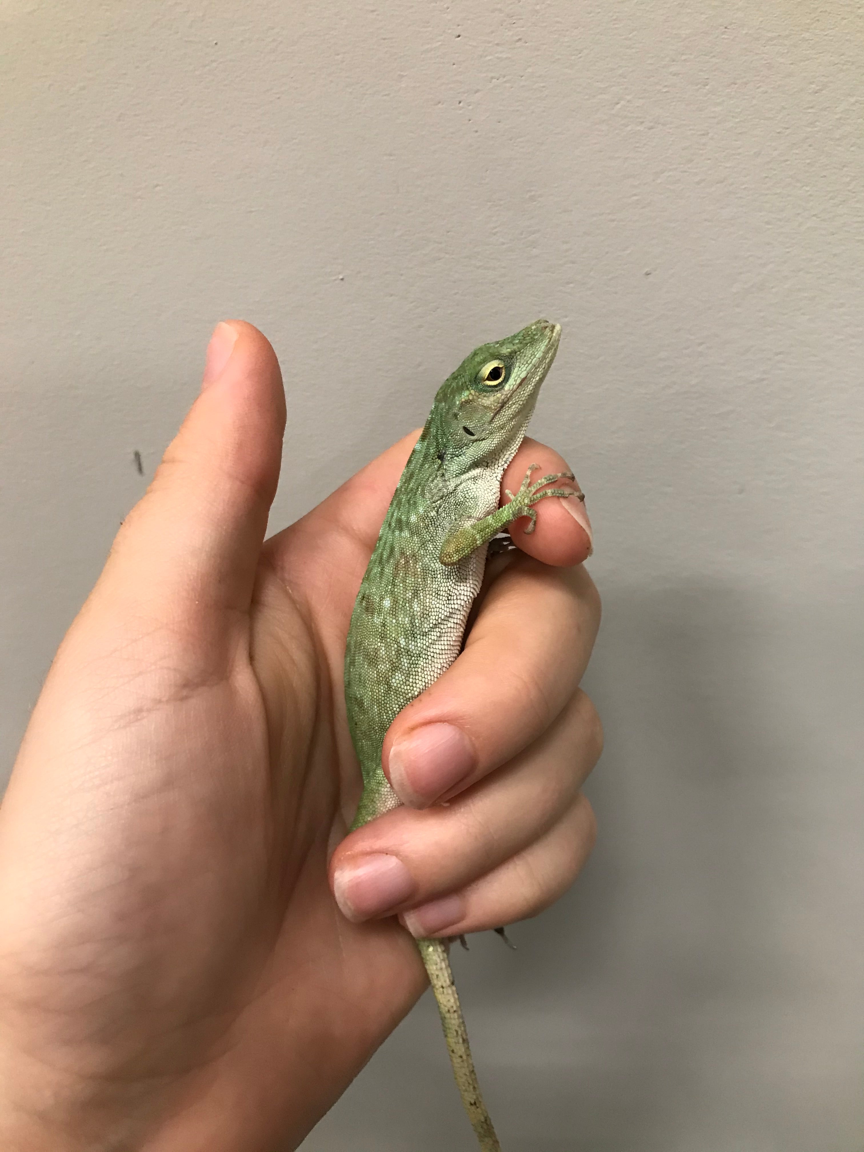 Anole vert géant