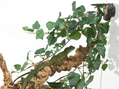 Jungle Vine Cluster