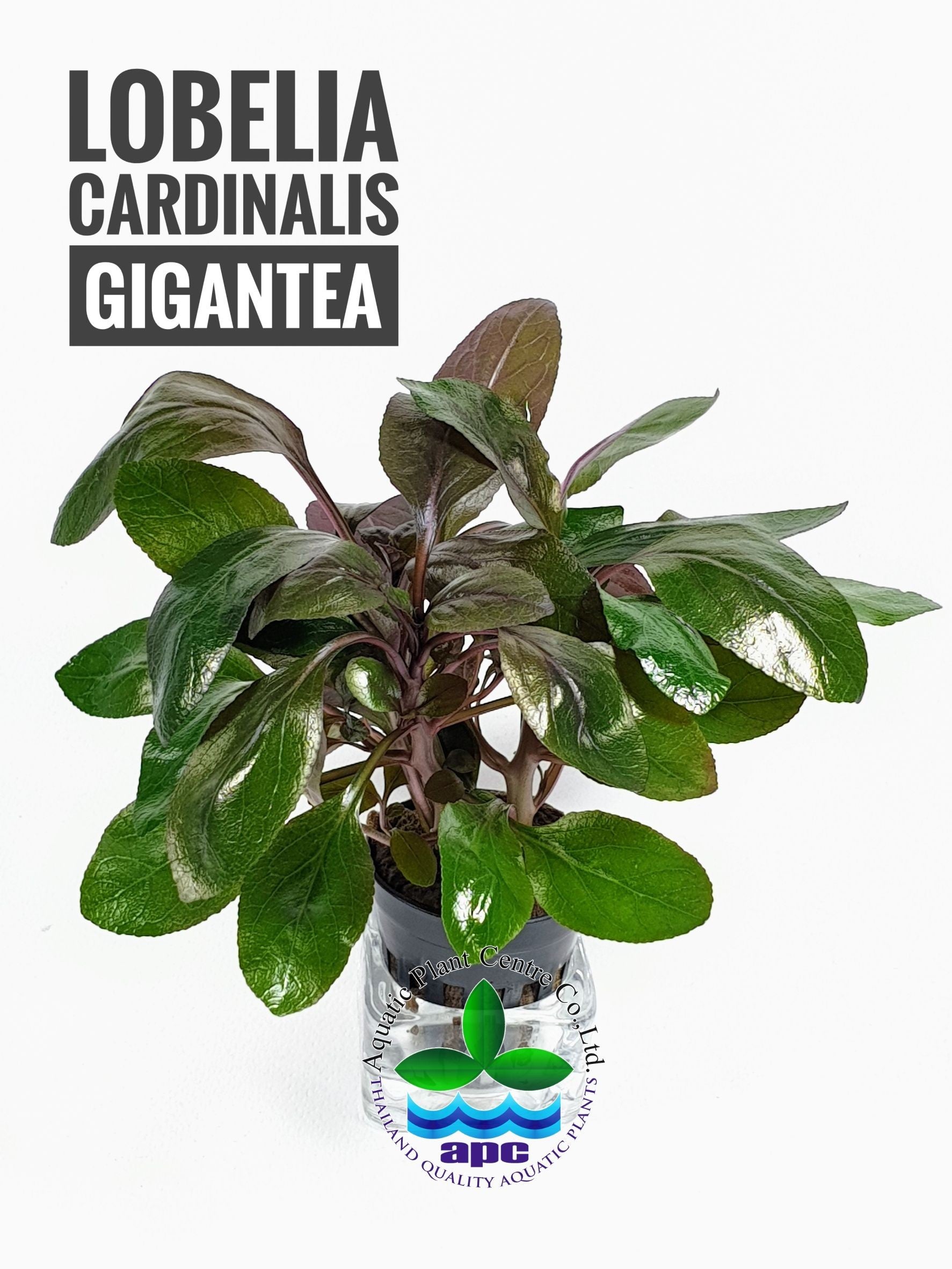 Lobelia cardinalis gigantea - Potted