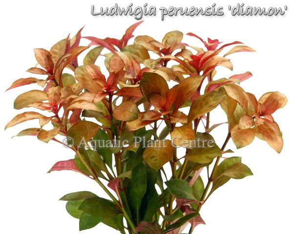 Ludwigia glandulosa 'Peruensis Diamon'