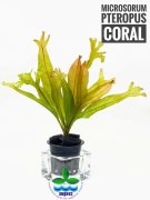 Microsorum Coral