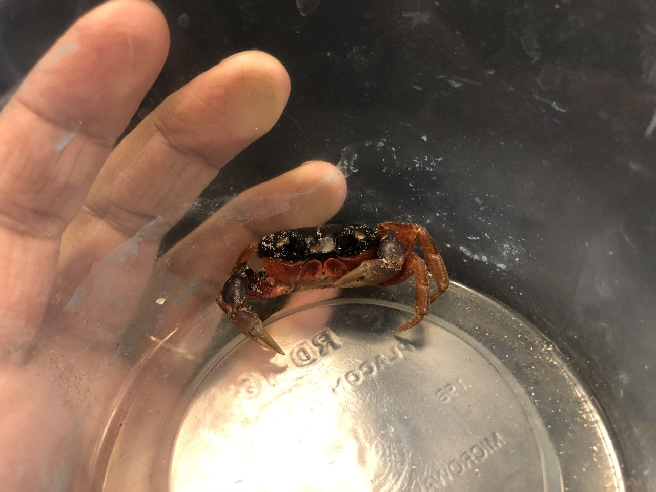 Crabe d'Halloween