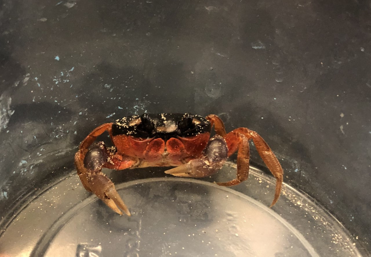 Crabe d'Halloween