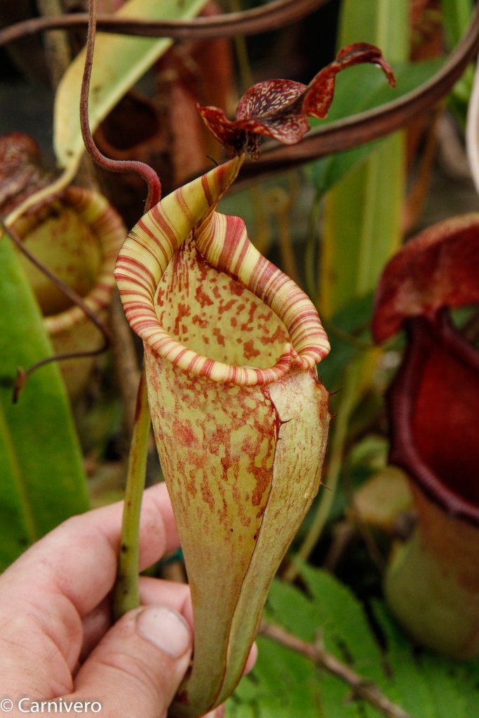 Nepenthes maxima (BE-3067)