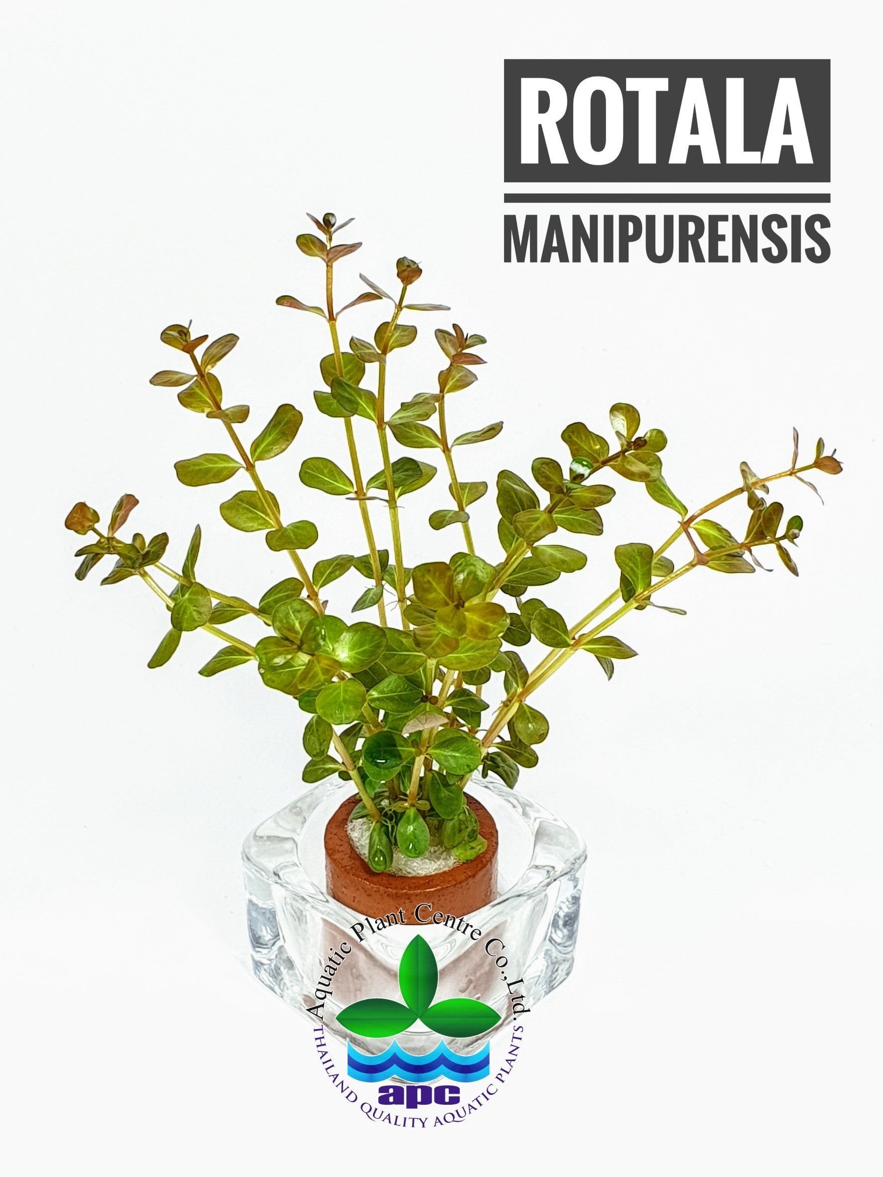 Rotala rotundifolia manipurensis