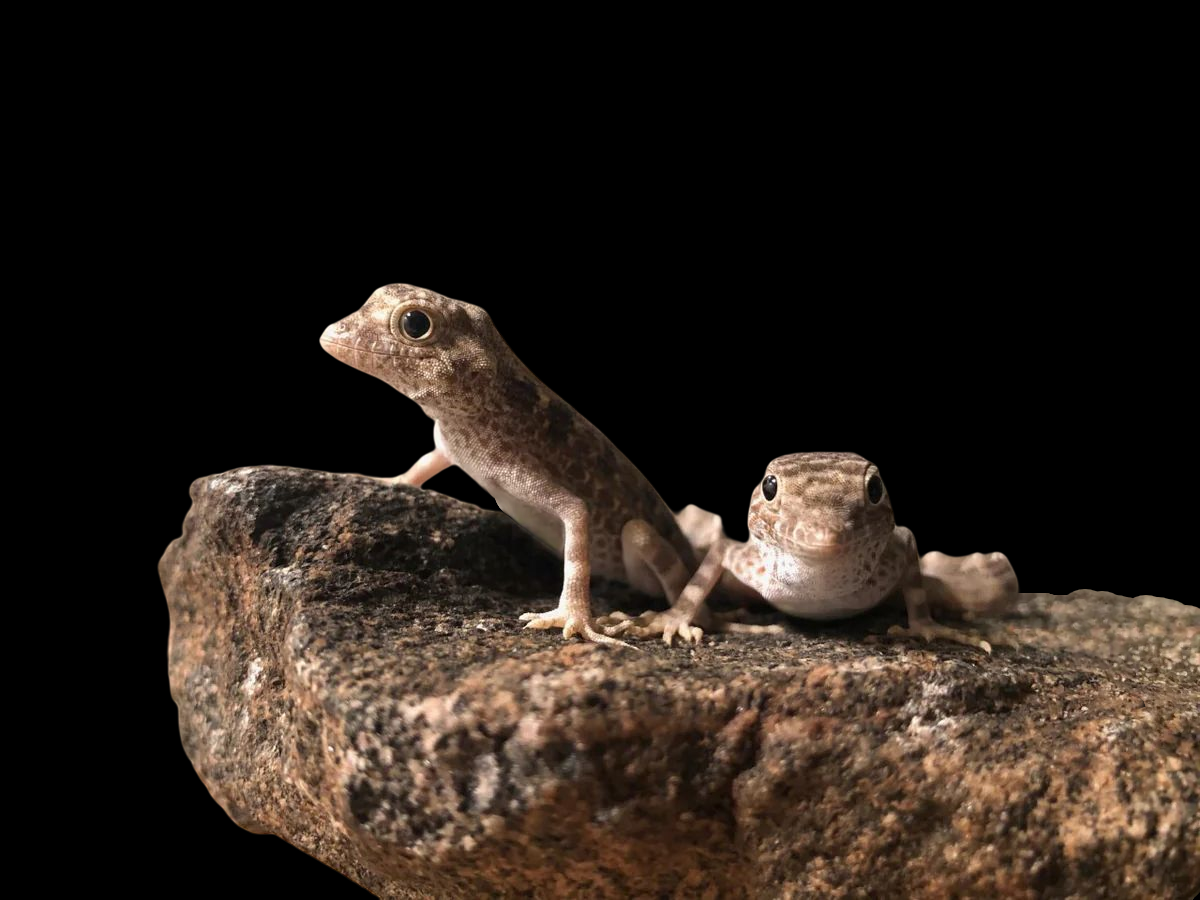 Scorpion Tail Gecko CBB