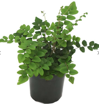 Sickle Fern