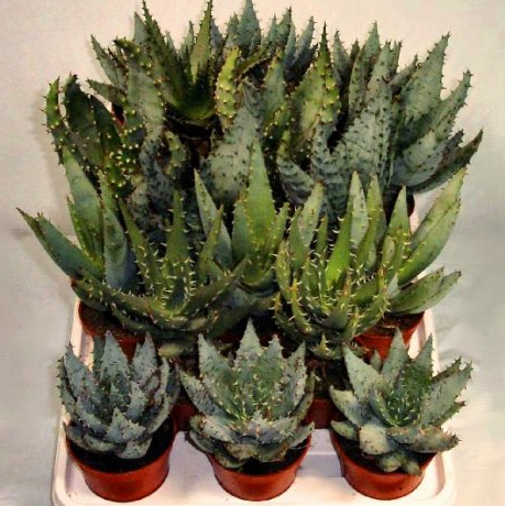 Assorted Aloes