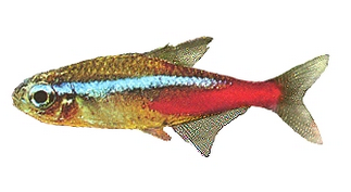Tetra hot sale fish cost
