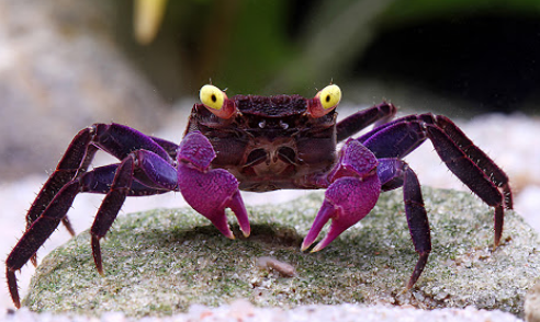 Purple Vampire Crabs