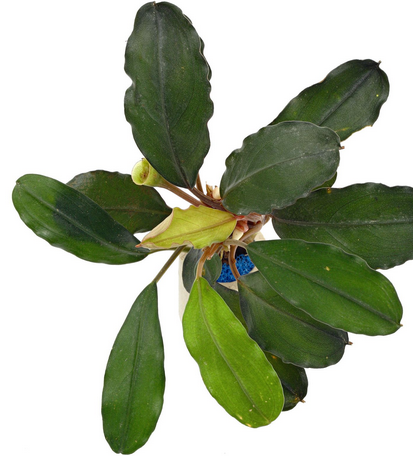 Bucephalandra Green Broad Leaf - Pot