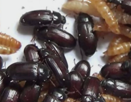 Peanut Beetle Colony