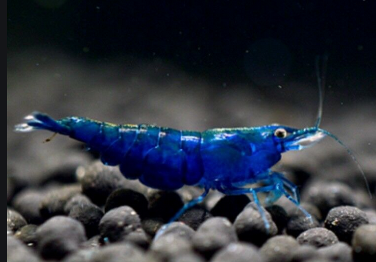 Blue Diamond Shrimp