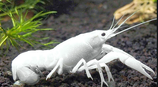White Crayfish