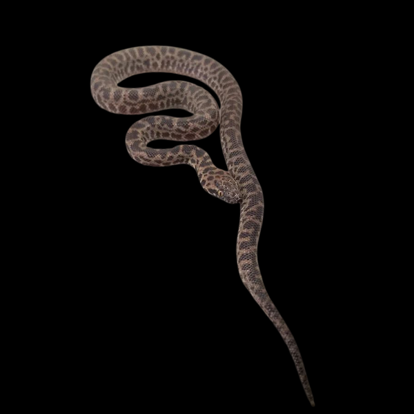 【IFSIXWASNINE】POISONOUS SNAKE Python LSC Nine-foot python on loose in Cambridge | The Independent