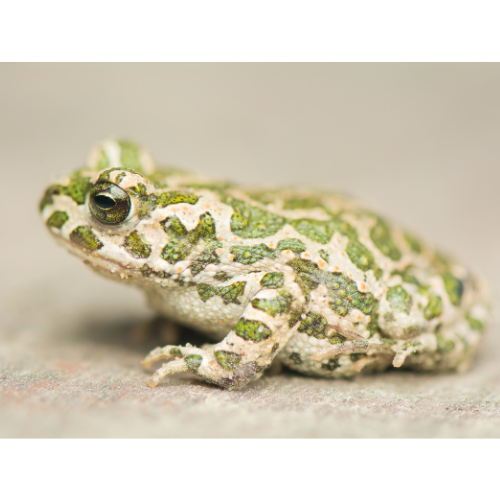 North African Green Toad