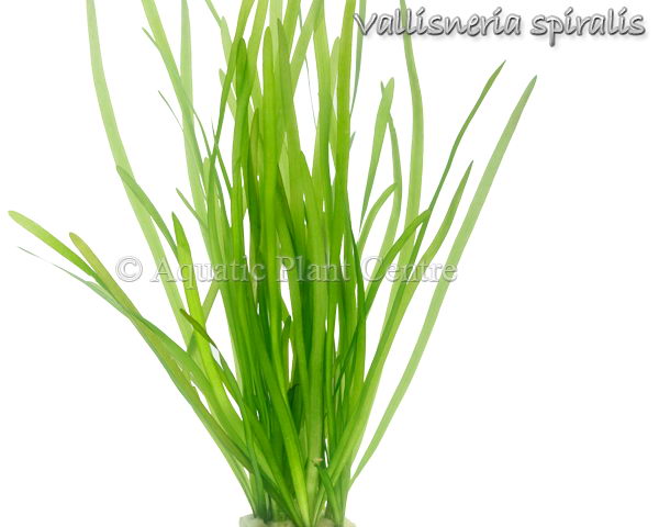 Vallisneria spiralis var tortifolia