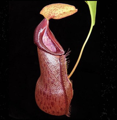 Nepenthes (singalana x ventricosa) x robcantleyi