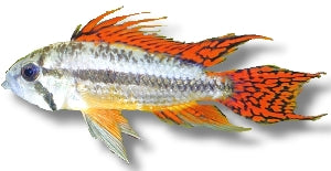Apistogramma cacatuoides 'Double Red'