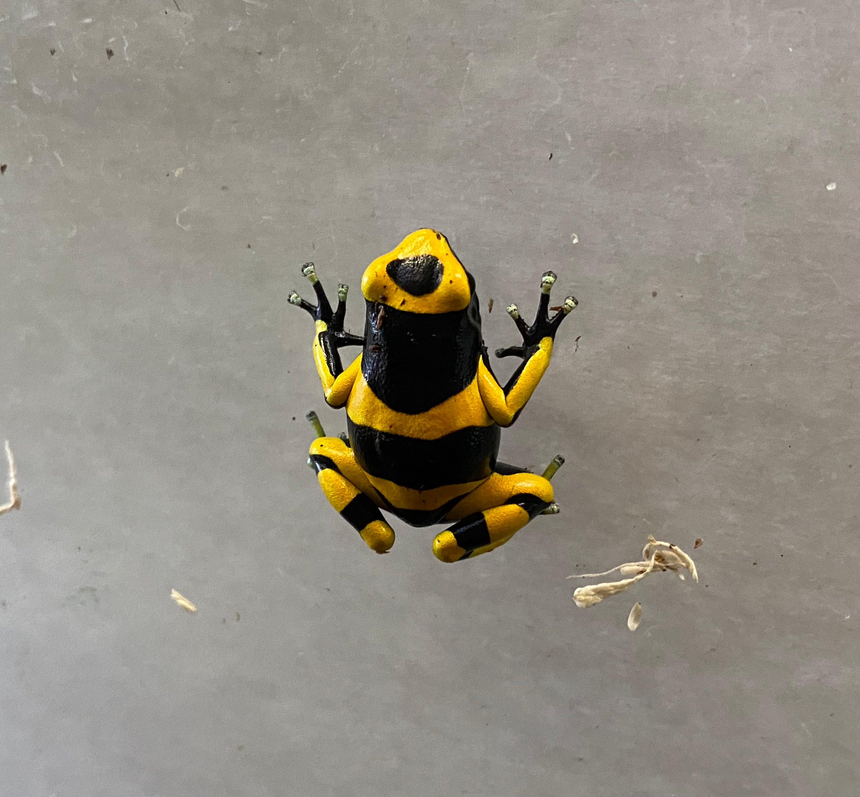 Dendrobates leucomelas - Bumblebee Dart Frog CBB