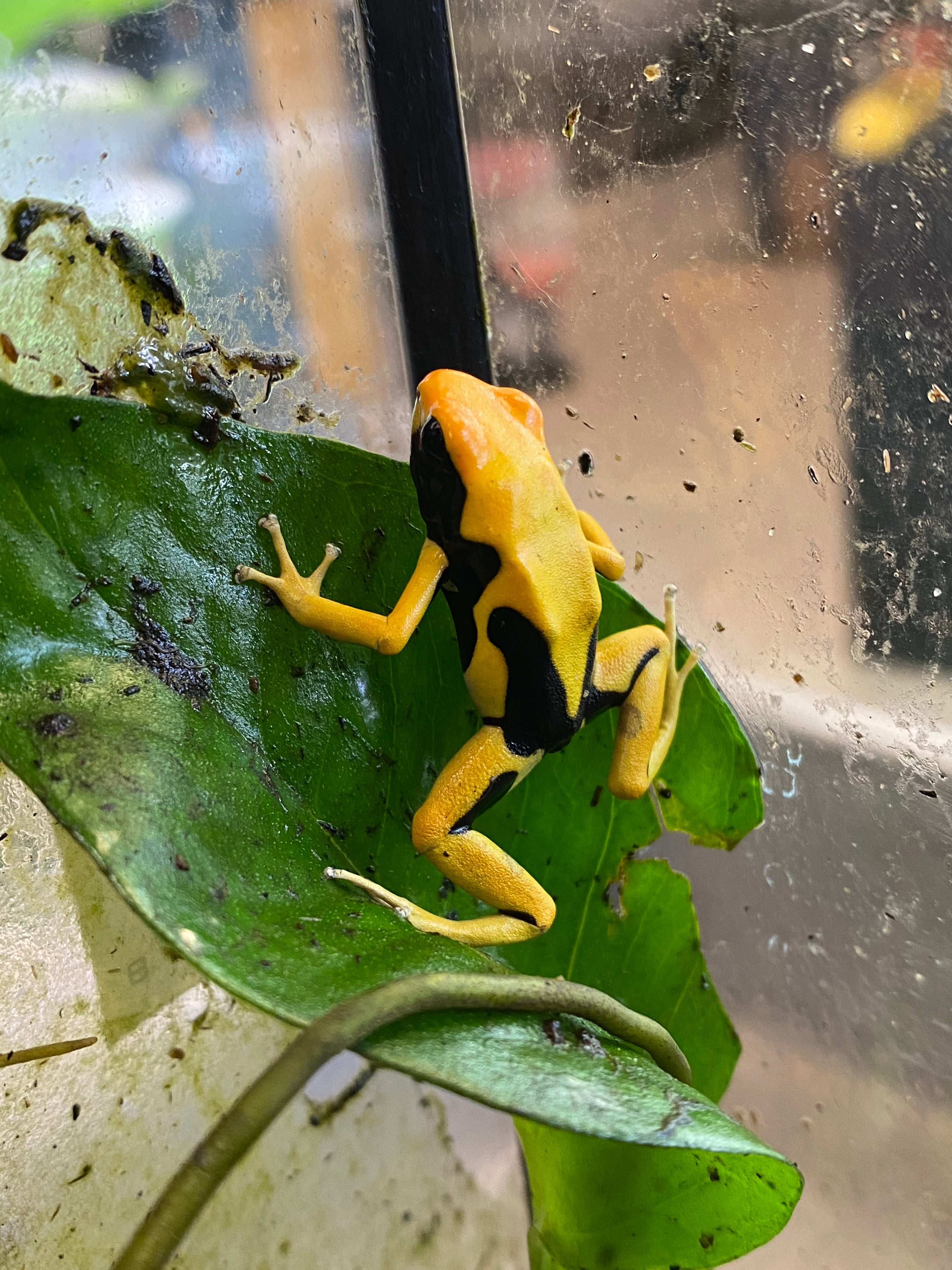 Dendrobates tinctorius 'La Fumée'