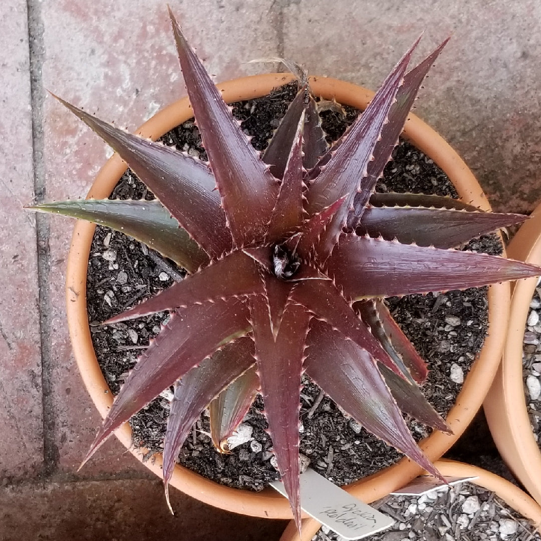 Dyckia Red