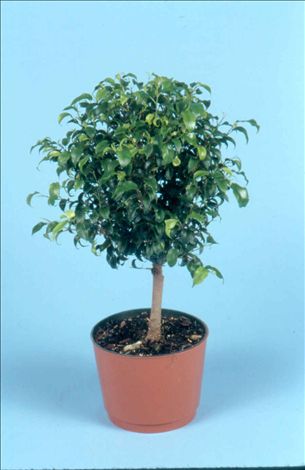 Ficus benjamina 'Toolittle'