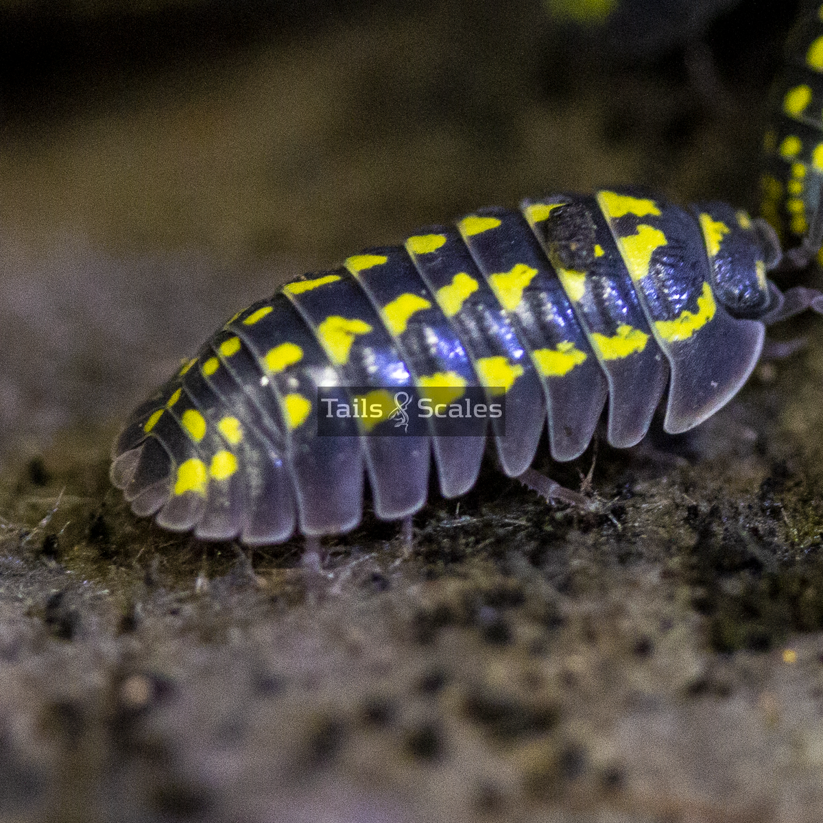 Reptile Products->Bio-Active Products->Isopods & Springtails