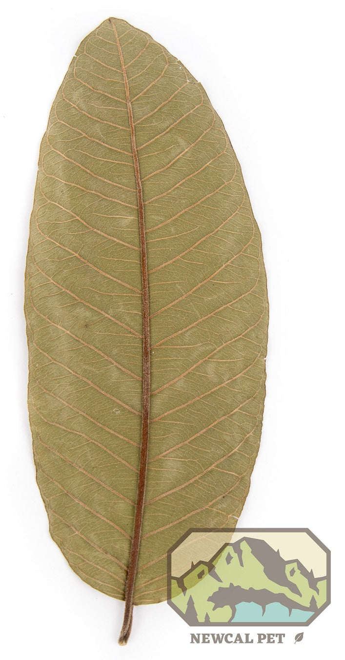 Guava Leaves (10 Pack)