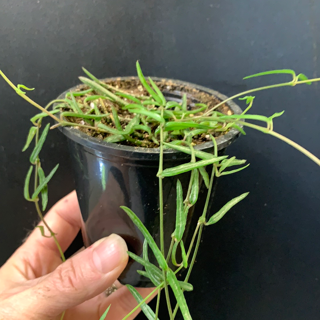 String of Needles