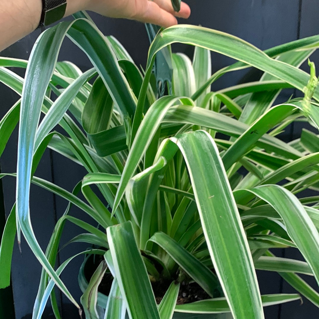 reverse variegated spider plant Reverse Spider Plant